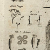 C. 1800 Oversized Engraving on Laid: Microscopical Objects