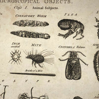 C. 1800 Oversized Engraving on Laid: Microscopical Objects