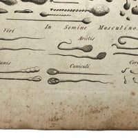 C. 1800 Oversized Engraving on Laid: Microscopical Objects