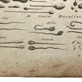 C. 1800 Oversized Engraving on Laid: Microscopical Objects