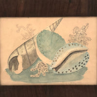19th Century Seashells Watercolor Drawing, Signed, in Period Frame