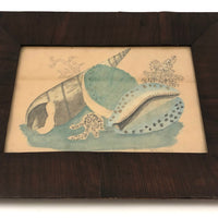 19th Century Seashells Watercolor Drawing, Signed, in Period Frame