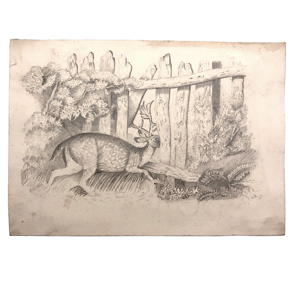 F. Barber 19th Century British Pencil Drawing "Deer in the Underbrush"