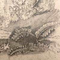 F. Barber 19th Century British Pencil Drawing "Deer in the Underbrush"