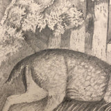 F. Barber 19th Century British Pencil Drawing "Deer in the Underbrush"