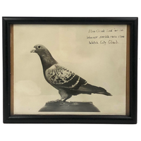 1946 Blue Check Cock Racing Pigeon Portrait Photograph, 500 Mile Winner