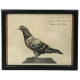 1946 Blue Check Cock Racing Pigeon Portrait Photograph, 500 Mile Winner