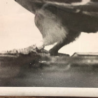 1946 Blue Check Cock Racing Pigeon Portrait Photograph, 500 Mile Winner
