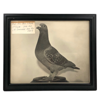 1957 Homing / Racing Pigeon Portrait Photograph, 300 Miles