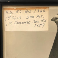 1957 Homing / Racing Pigeon Portrait Photograph, 300 Miles