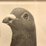 1957 Homing / Racing Pigeon Portrait Photograph, 300 Miles