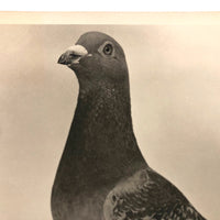 1957 Homing / Racing Pigeon Portrait Photograph, 300 Miles