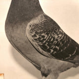 1957 Homing / Racing Pigeon Portrait Photograph, 300 Miles
