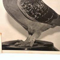 1957 Homing / Racing Pigeon Portrait Photograph, 300 Miles