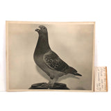 1957 Homing / Racing Pigeon Portrait Photograph, 300 Miles