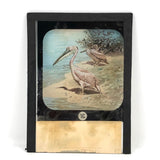 Condor and Pelican, Antique Hand-colored Magic Lantern Slides