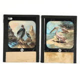 Condor and Pelican, Antique Hand-colored Magic Lantern Slides