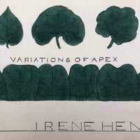 Irene Hennelly's 1908 Leaf Ornament Watercolor