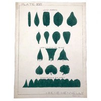 Irene Hennelly's 1908 Leaf Ornament Watercolor