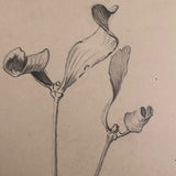 Botanical Pencil Drawing by Hiram Campbell Merrill, 1909