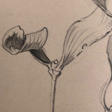 Botanical Pencil Drawing by Hiram Campbell Merrill, 1909