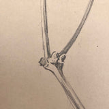 Botanical Pencil Drawing by Hiram Campbell Merrill, 1909