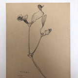 Botanical Pencil Drawing by Hiram Campbell Merrill, 1909