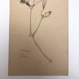 Botanical Pencil Drawing by Hiram Campbell Merrill, 1909