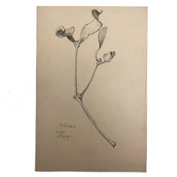 Botanical Pencil Drawing by Hiram Campbell Merrill, 1909
