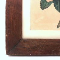 19th C. Theorem Watercolor Roses and Butterflies in Great Period Frame