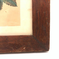 19th C. Theorem Watercolor Roses and Butterflies in Great Period Frame