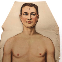 Paper Fold Out Anatomical Models, Male and Female Pair, 1930-40ss