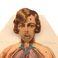 Paper Fold Out Anatomical Models, Male and Female Pair, 1930-40ss