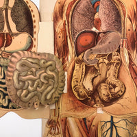 Paper Fold Out Anatomical Models, Male and Female Pair, 1930-40ss