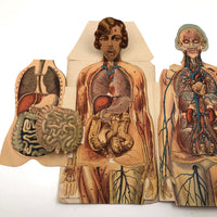 Paper Fold Out Anatomical Models, Male and Female Pair, 1930-40ss