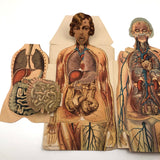 Paper Fold Out Anatomical Models, Male and Female Pair, 1930-40ss