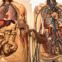 Paper Fold Out Anatomical Models, Male and Female Pair, 1930-40ss