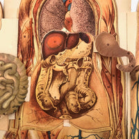 Paper Fold Out Anatomical Models, Male and Female Pair, 1930-40ss