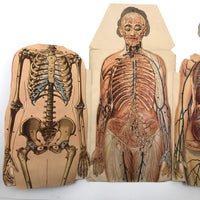 Paper Fold Out Anatomical Models, Male and Female Pair, 1930-40ss