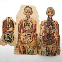 Paper Fold Out Anatomical Models, Male and Female Pair, 1930-40ss