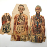 Paper Fold Out Anatomical Models, Male and Female Pair, 1930-40ss