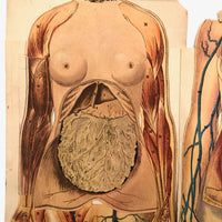 Paper Fold Out Anatomical Models, Male and Female Pair, 1930-40ss