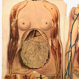 Paper Fold Out Anatomical Models, Male and Female Pair, 1930-40ss