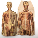 Paper Fold Out Anatomical Models, Male and Female Pair, 1930-40ss