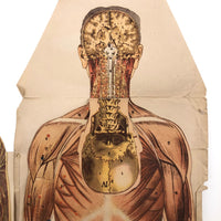 Paper Fold Out Anatomical Models, Male and Female Pair, 1930-40ss