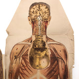 Paper Fold Out Anatomical Models, Male and Female Pair, 1930-40ss