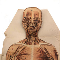 Paper Fold Out Anatomical Models, Male and Female Pair, 1930-40ss
