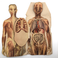 Paper Fold Out Anatomical Models, Male and Female Pair, 1930-40ss