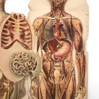 Paper Fold Out Anatomical Models, Male and Female Pair, 1930-40ss