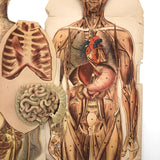 Paper Fold Out Anatomical Models, Male and Female Pair, 1930-40ss
